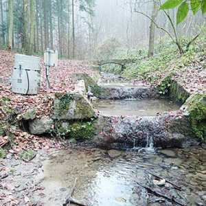 Wasserkreislauf im Wald