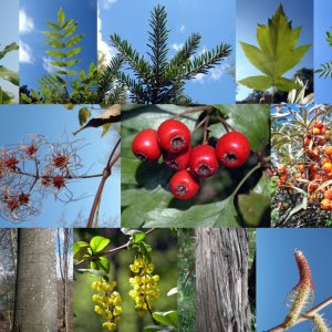 Die Baum- und Strauchartenvielfalt unserer Wälder