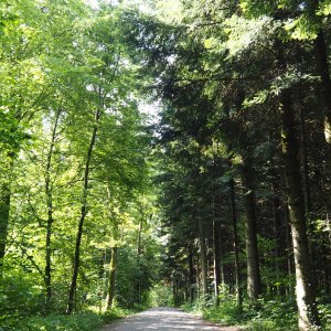 Das Waldlabor Zürich - Reallabor der Nachhaltigkeit